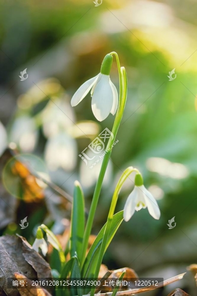 雪蓮花在早晨的露水；軟焦點
