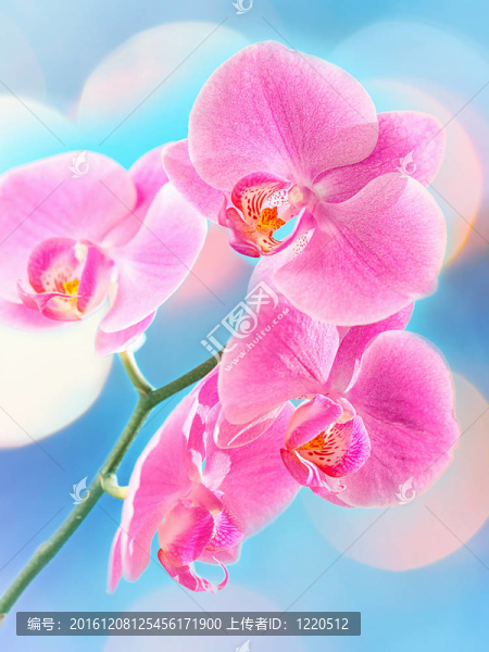 美麗的蘭花和模糊的背景虛化