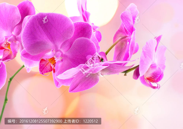 美麗的蘭花和模糊的背景虛化