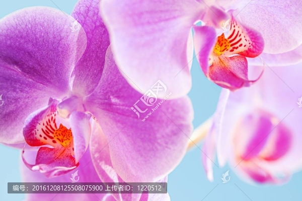粉紅蘭花-宏觀
