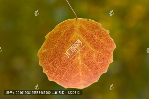 是一片落葉，一片綠葉