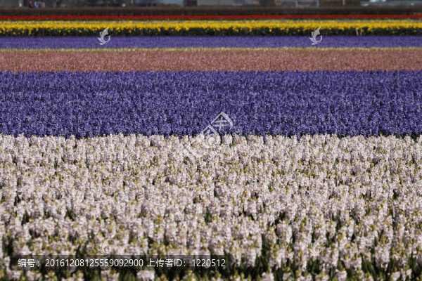 花園里的風(fēng)信子花田