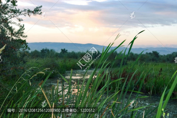 夏天的背景日落下的草葉