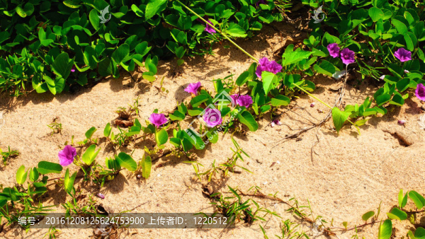 海灘上的花