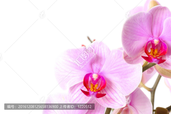 白色背景的美麗蘭花圖片