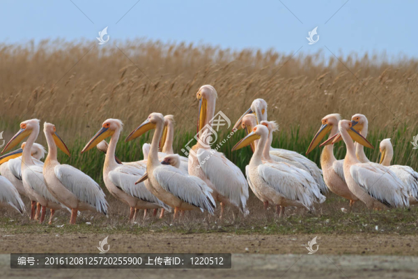 白鵜鶘（白鵜鶘）