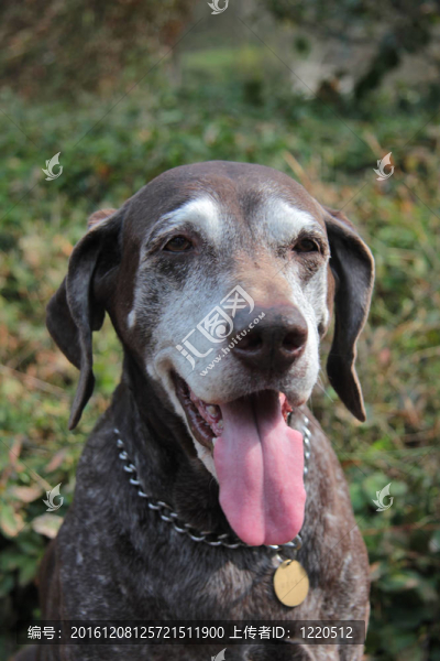 女性的德國(guó)短毛獵犬
