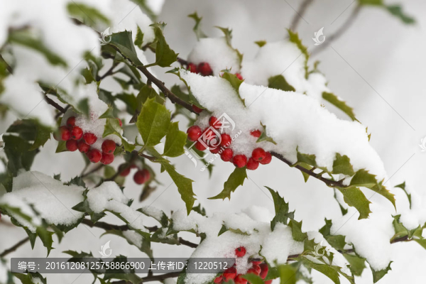 白雪覆蓋的冬青灌木