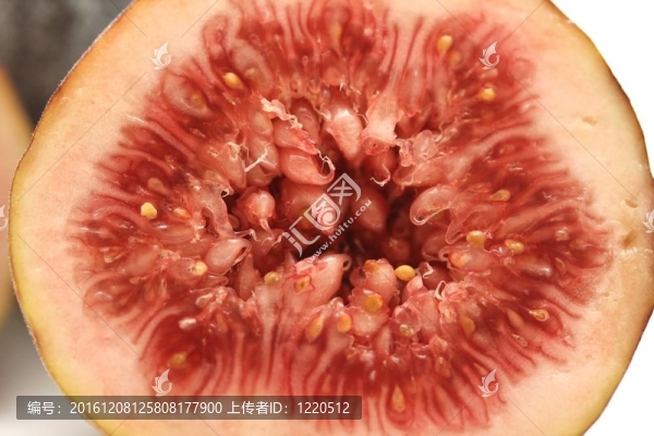 無花果的果實