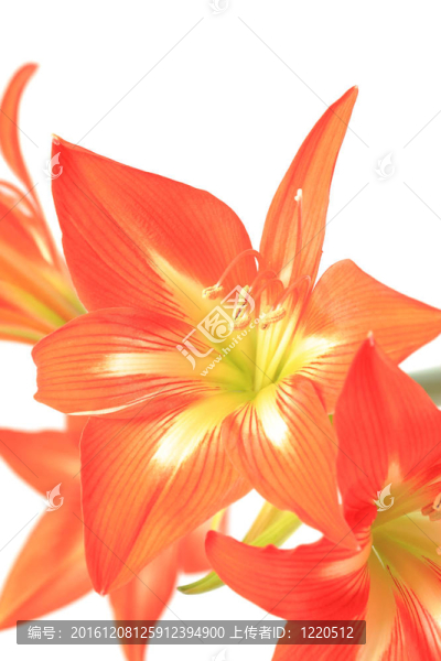 白色背景上美麗的紅百合