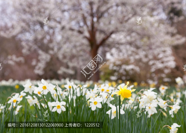 水仙花環(huán)繞樹在農(nóng)村設(shè)置