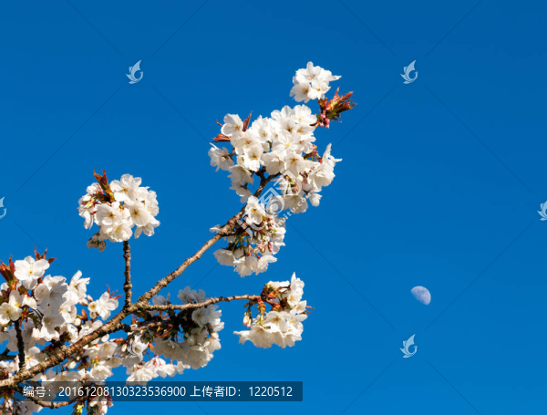 背景中的櫻花