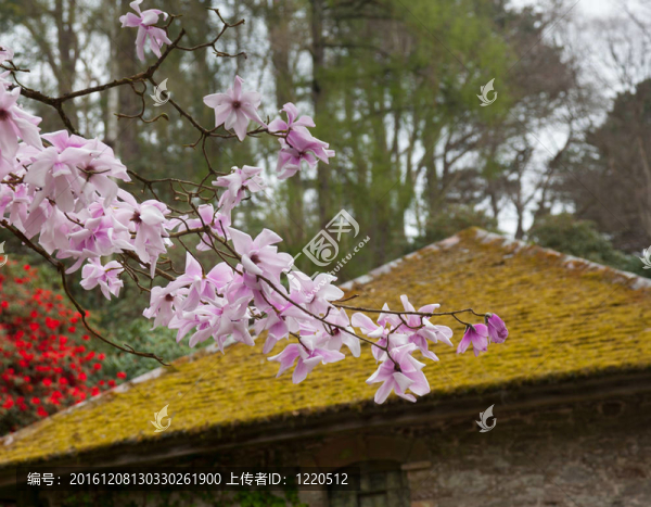粉紅色的花朵，長(zhǎng)滿青苔的屋頂星花木蘭