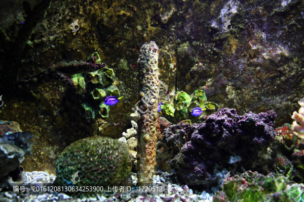 水族箱背景