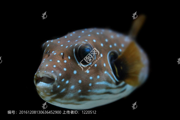 顏色奇特的魚