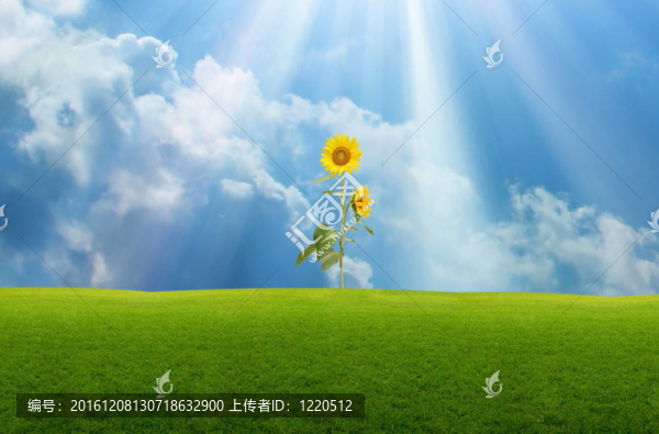 向日葵