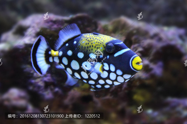 顏色奇特的魚