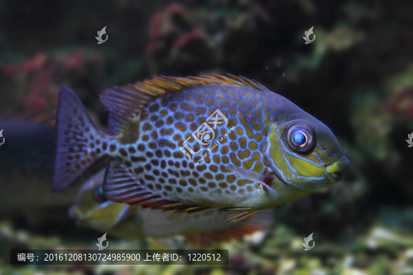 顏色奇特的魚