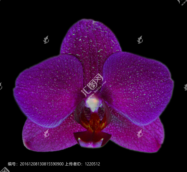 紫色的美