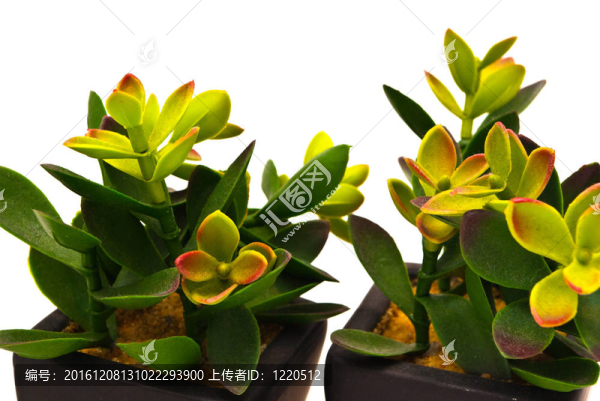 多肉植物