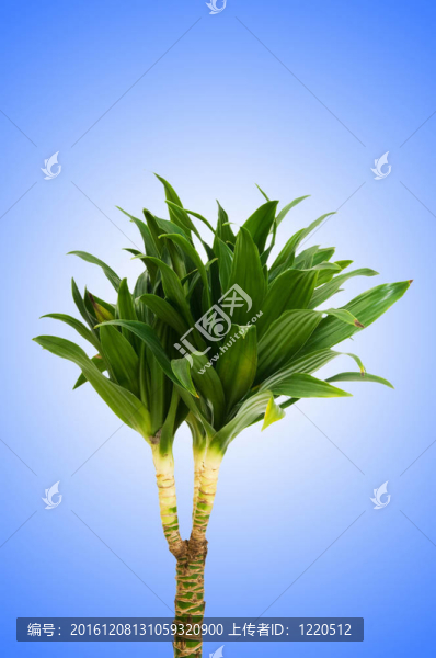 龍血樹屬植物對漸變背景