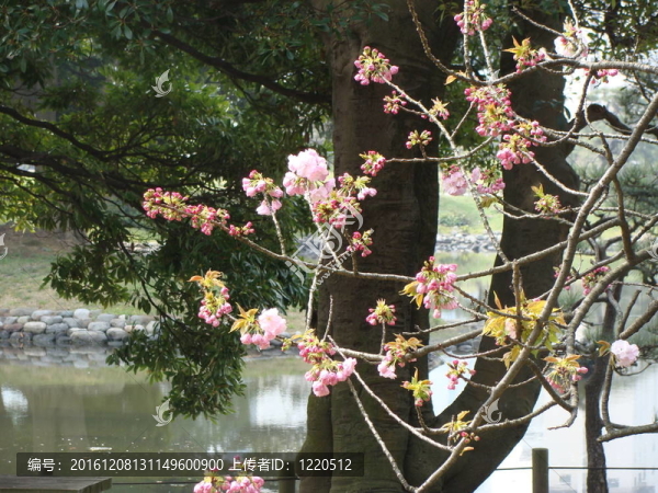 花枝樹(shù)