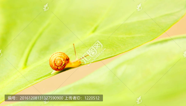 小蝸牛