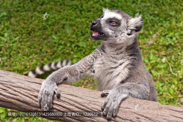 環(huán)尾狐猴（Lemur,catta）