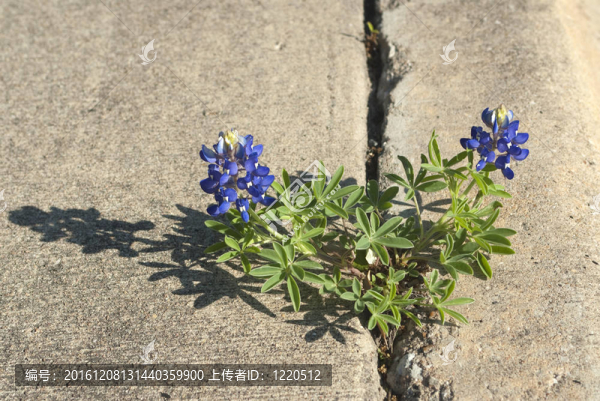 矢車菊