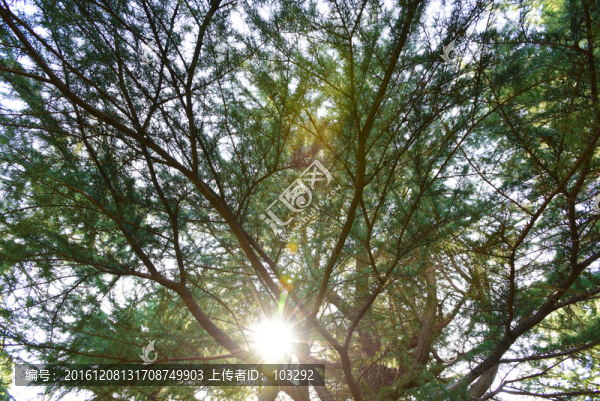 透過樹枝的陽(yáng)光