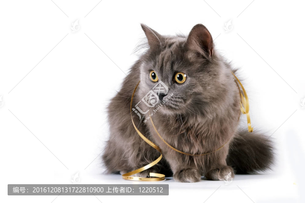 灰色的貓，黃色的眼睛和金絲帶