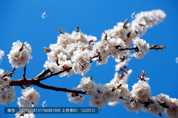 開花的樹枝在春天的藍天上