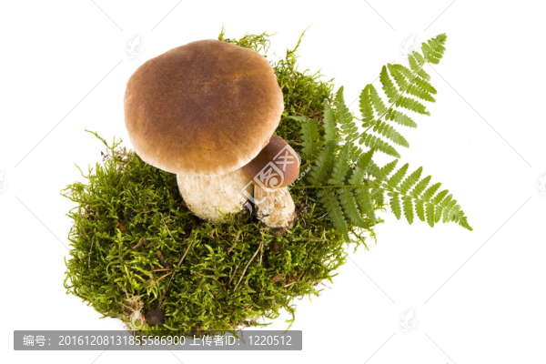 兩牛肝菌蘑菇