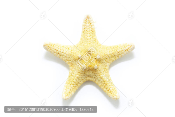 海星