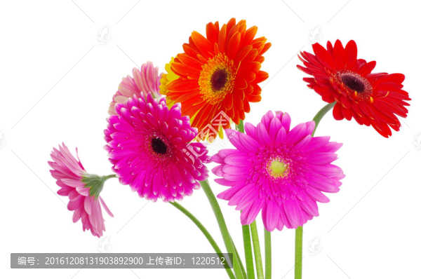 豐富多彩的非洲菊