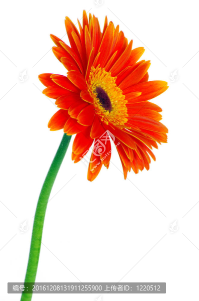 太陽花