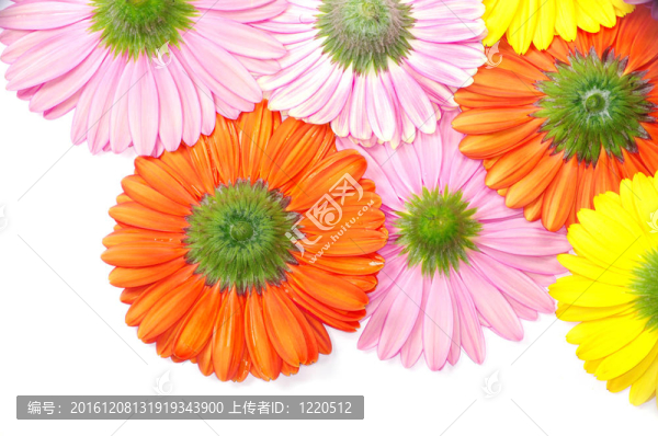 太陽(yáng)花