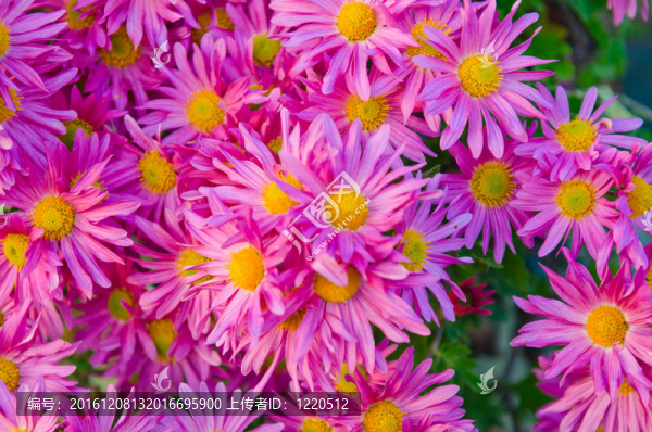 camomiles花卉在自然觀