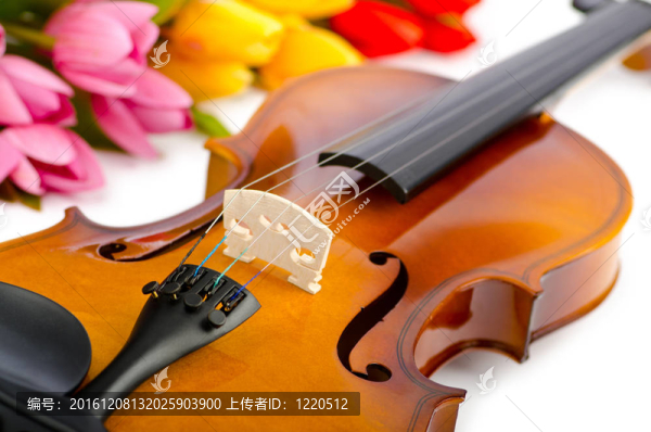 白色的小提琴和郁金香花