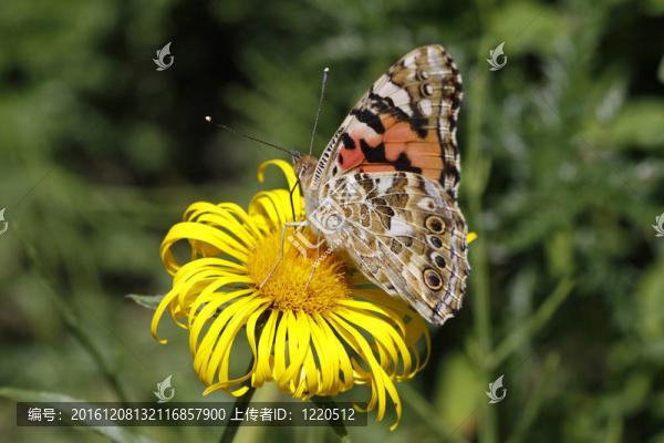 Vanessa,cardui；涂女士