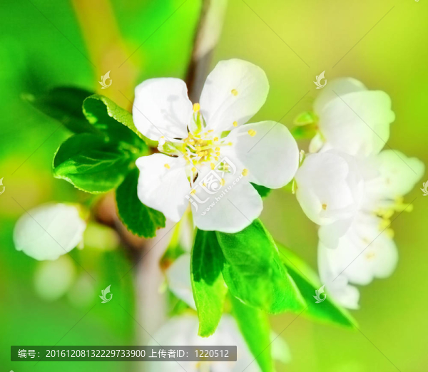 蘋果花特寫