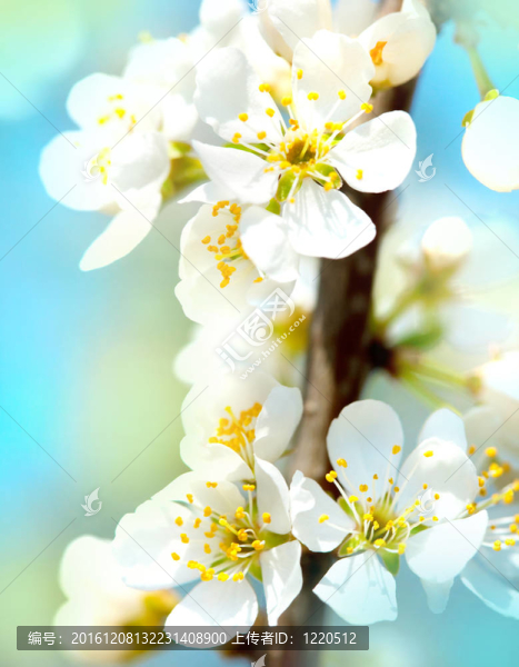 春天里的蘋果花