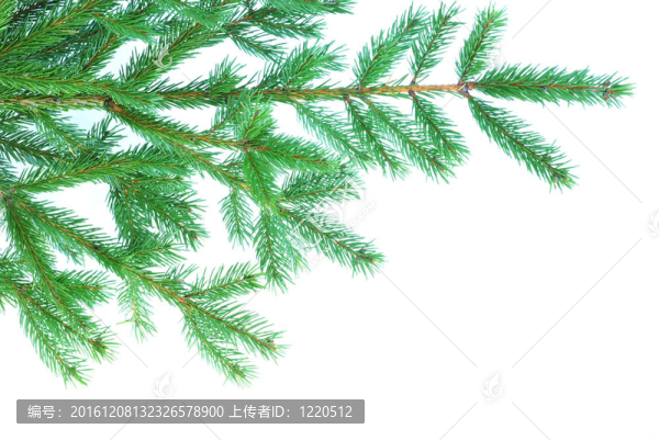 冷杉樹的樹枝