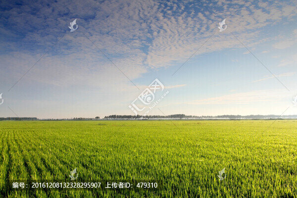 水稻,水稻田,稻田,稻子,田野