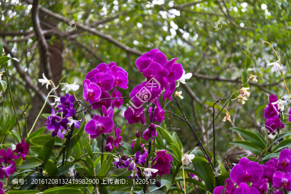 美麗的蘭花，蝴蝶蘭