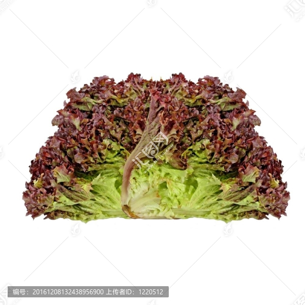 紅菊苣沙拉