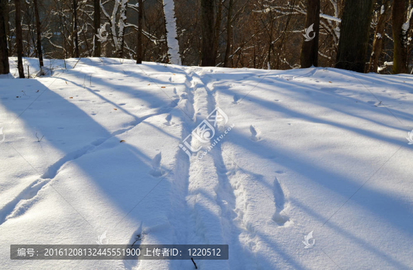 冬日公園雪中的滑雪痕跡