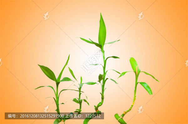 背景竹林