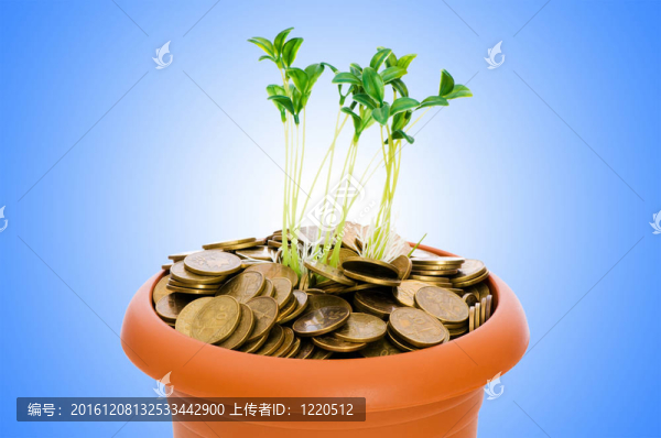從一堆硬幣中成長的綠色幼苗