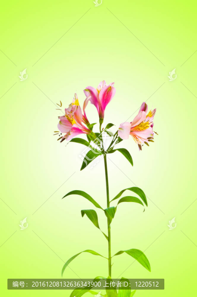 漸變背景的彩色百合